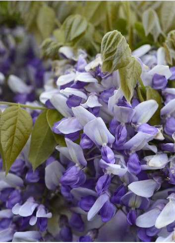 WISTERIA venusta GRANDE DIVA NATHALIE