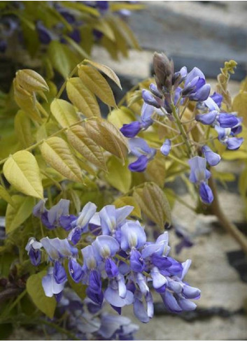 WISTERIA venusta GRANDE DIVA NATHALIE