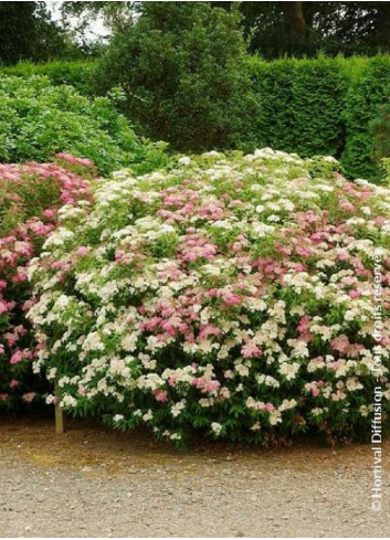 SPIRAEA japonica SHIROBANA