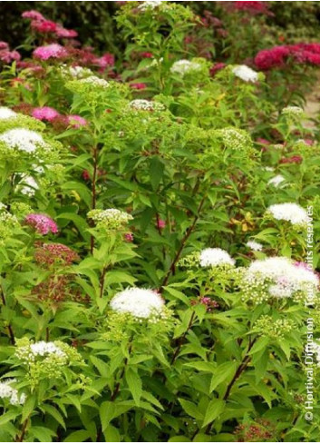 SPIRAEA japonica SHIROBANA