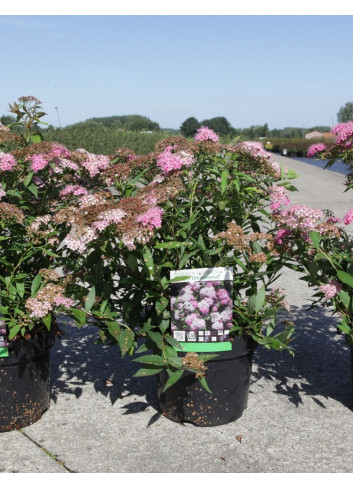 SPIRAEA japonica SHIROBANA En pot de 3-4 litres