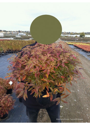 SPIRAEA japonica SHIROBANA En pot de 10-12 litres