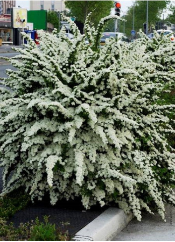 SPIRAEA nipponica SNOWMOUND