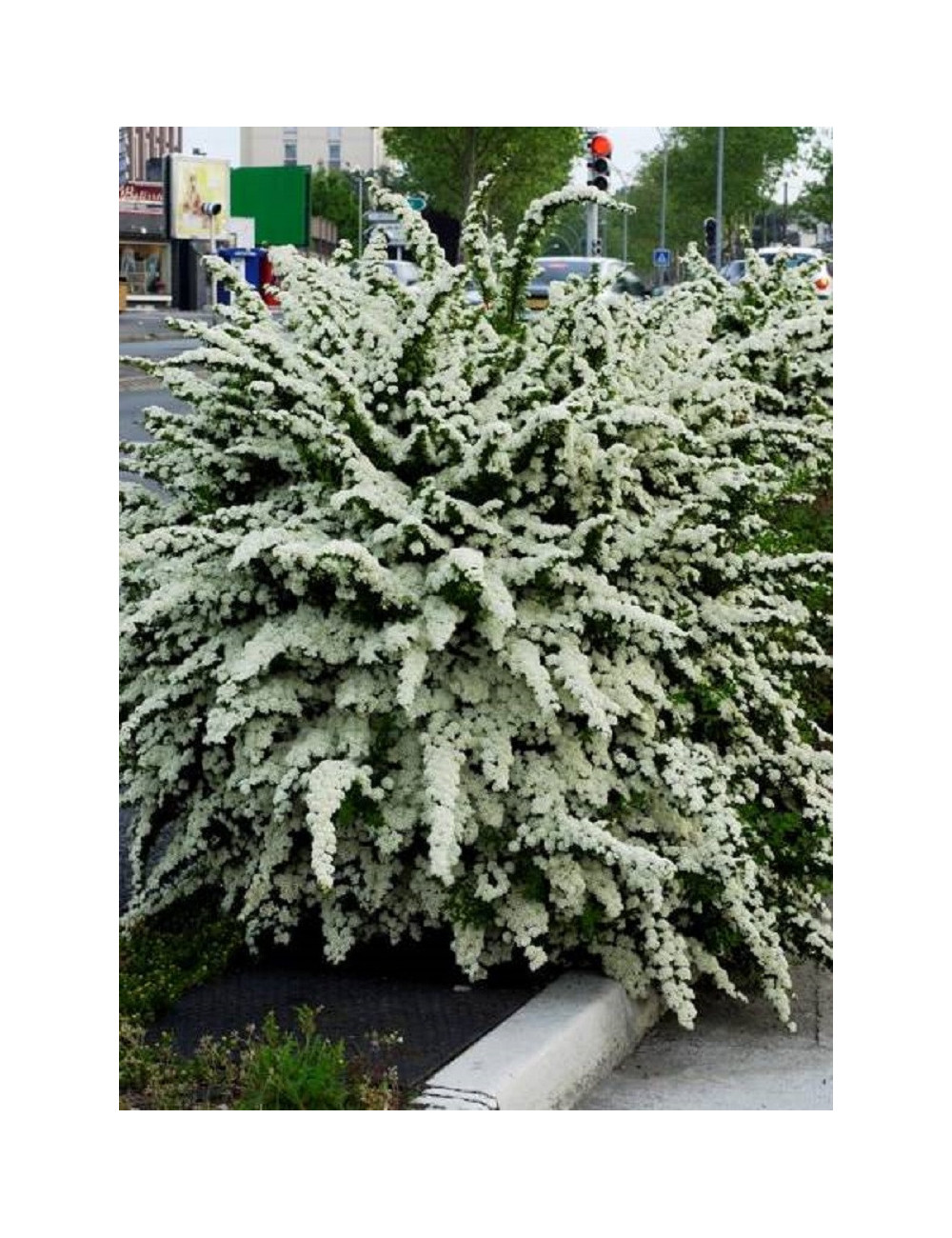 SPIRAEA nipponica SNOWMOUND