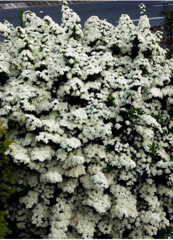 SPIRAEA nipponica SNOWMOUND