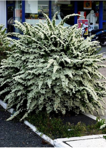 SPIRAEA nipponica SNOWMOUND