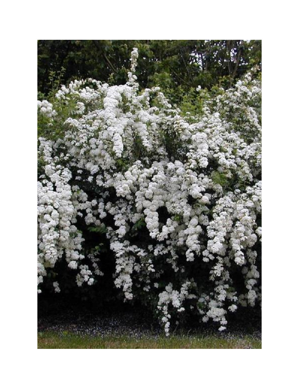 SPIRAEA vanhouttei