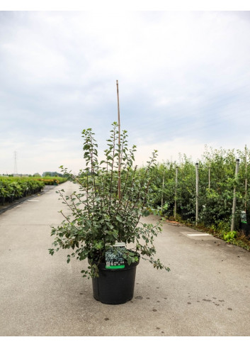 SPIRAEA vanhouttei En pot de 10-12 litres