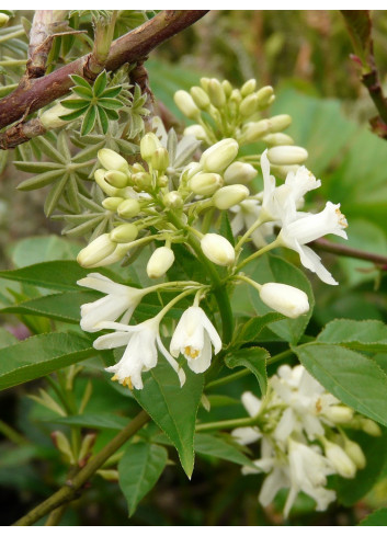 STAPHYLEA colchica