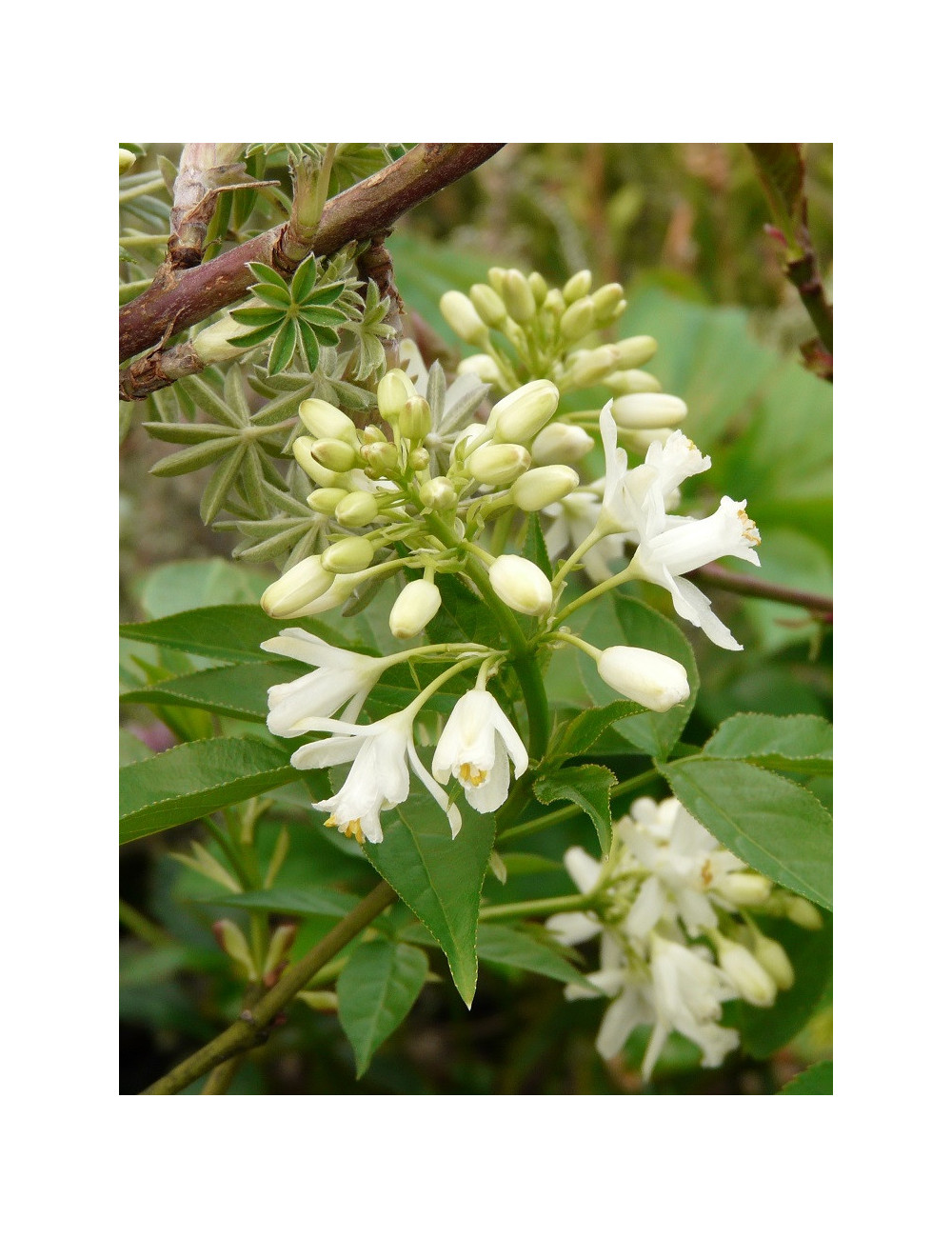 STAPHYLEA colchica