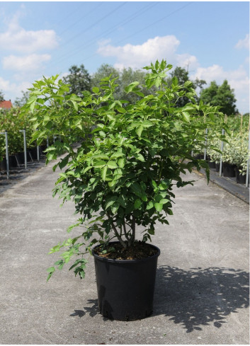 STAPHYLEA colchica En pot de 15-20 litres