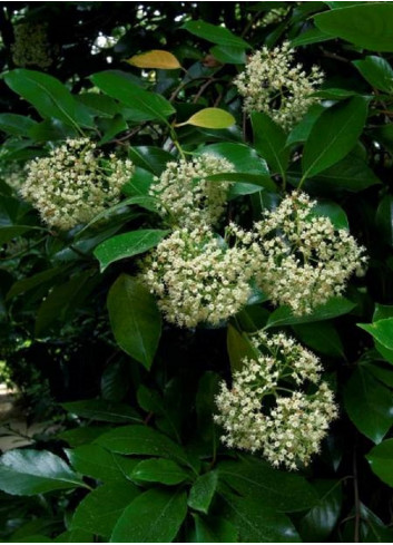 VIBURNUM ODORATISSIMUM