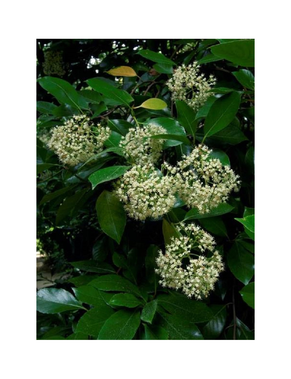 VIBURNUM ODORATISSIMUM