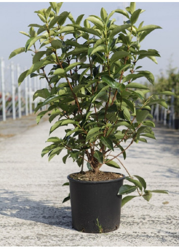 VIBURNUM ODORATISSIMUM En pot de 15-20 litres