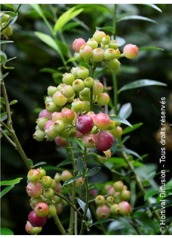 MYRTILLE DES JARDINS PINK LEMONADE