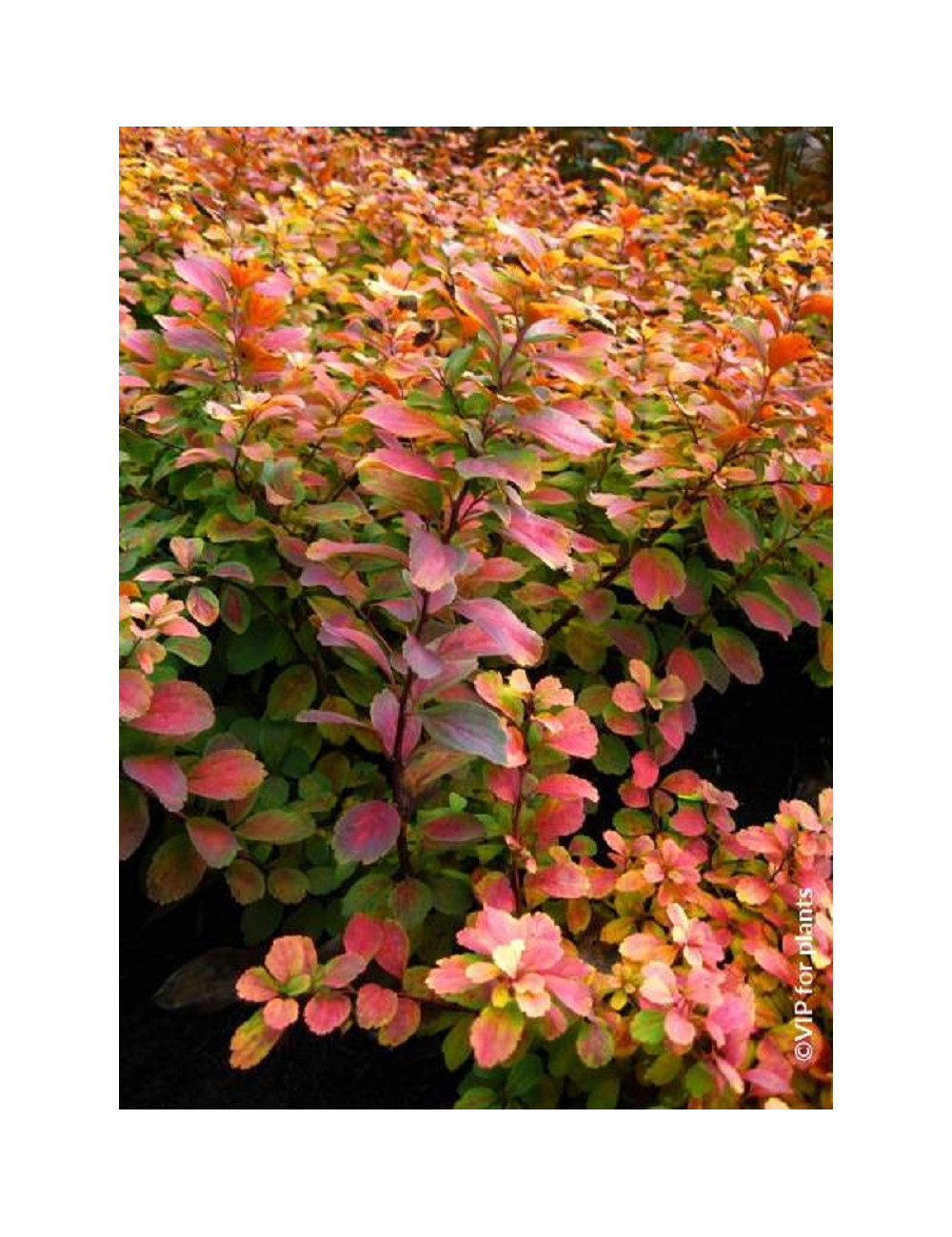 SPIRAEA betulifolia TOR GOLD