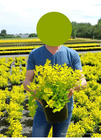 SPIRAEA betulifolia TOR GOLD En pot de 4-5 litres