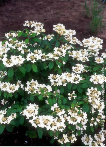 VIBURNUM plicatum WATANABE