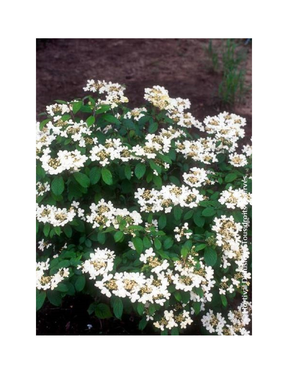 VIBURNUM plicatum WATANABE