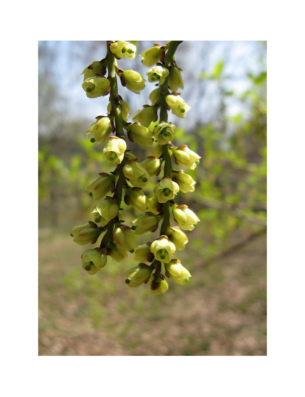 STACHYURUS praecox