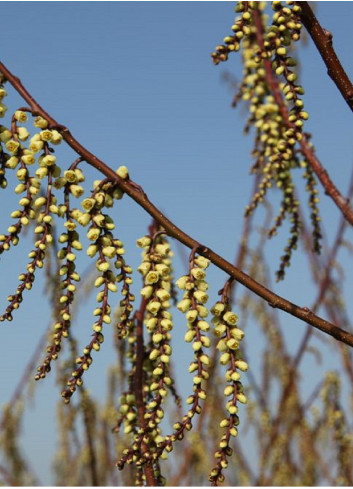 STACHYURUS praecox