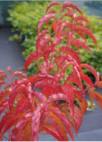 STACHYURUS praecox