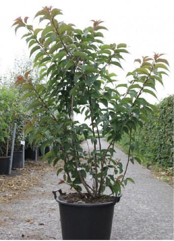 STACHYURUS praecox En pot de 30-35 litres