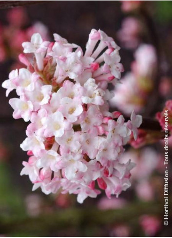 VIBURNUM bodnantense CHARLES LAMONT