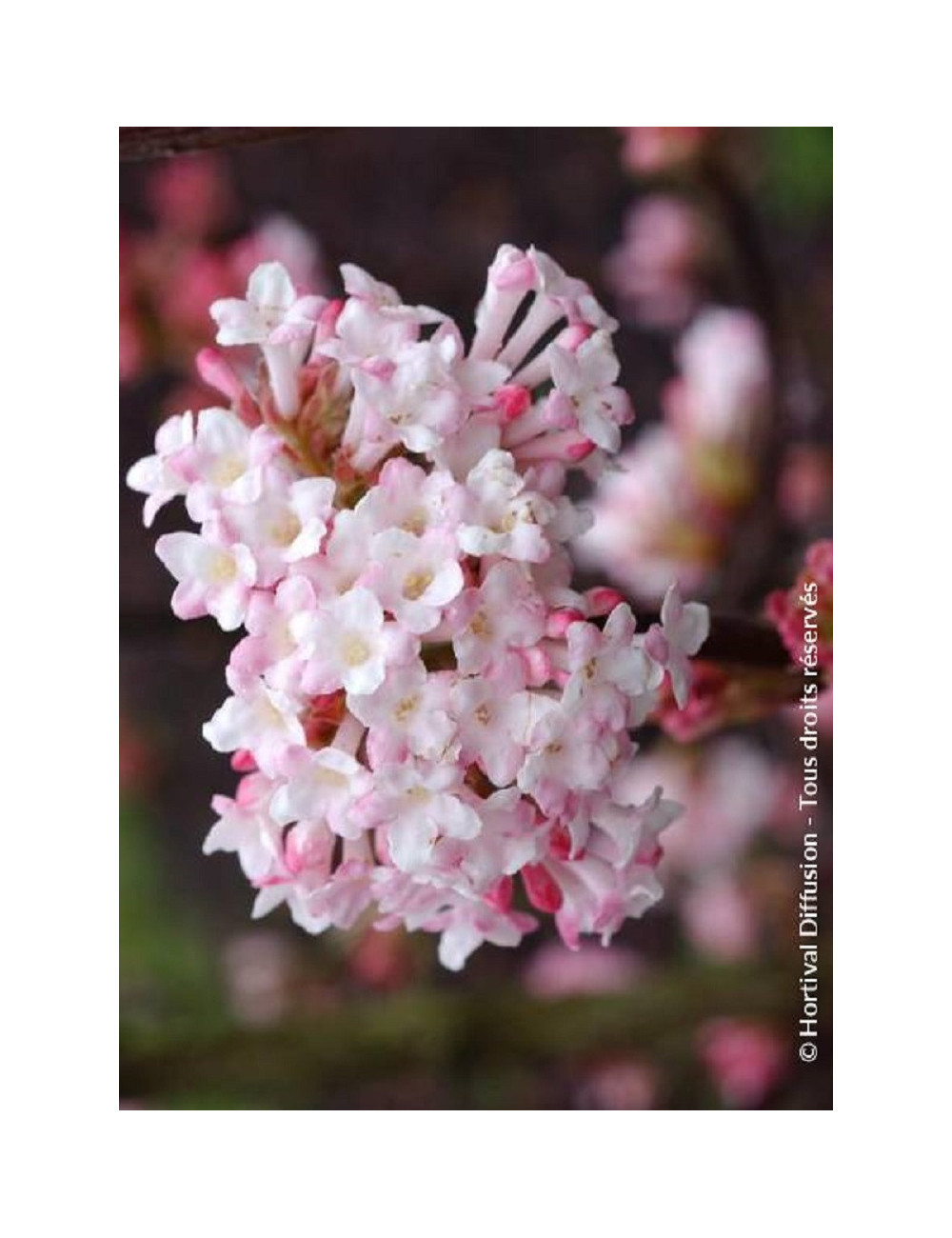 VIBURNUM bodnantense CHARLES LAMONT