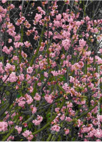 VIBURNUM bodnantense CHARLES LAMONT