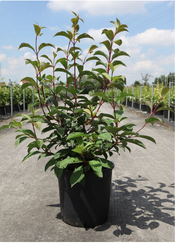 VIBURNUM bodnantense CHARLES LAMONT En pot de 10-12 litres