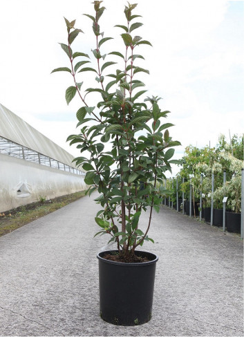 VIBURNUM bodnantense CHARLES LAMONT En pot de 15-20 litres