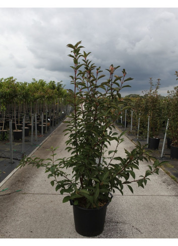 VIBURNUM bodnantense CHARLES LAMONT En pot de 30-35 litres