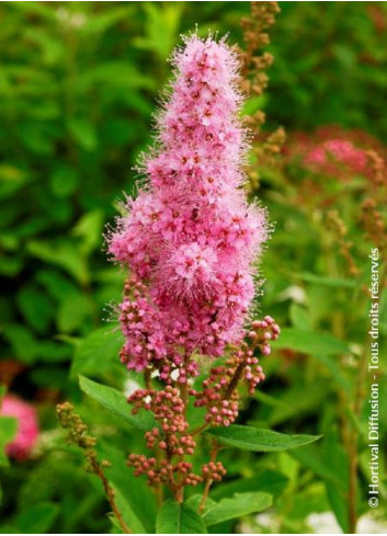 SPIRAEA BILLIARDII