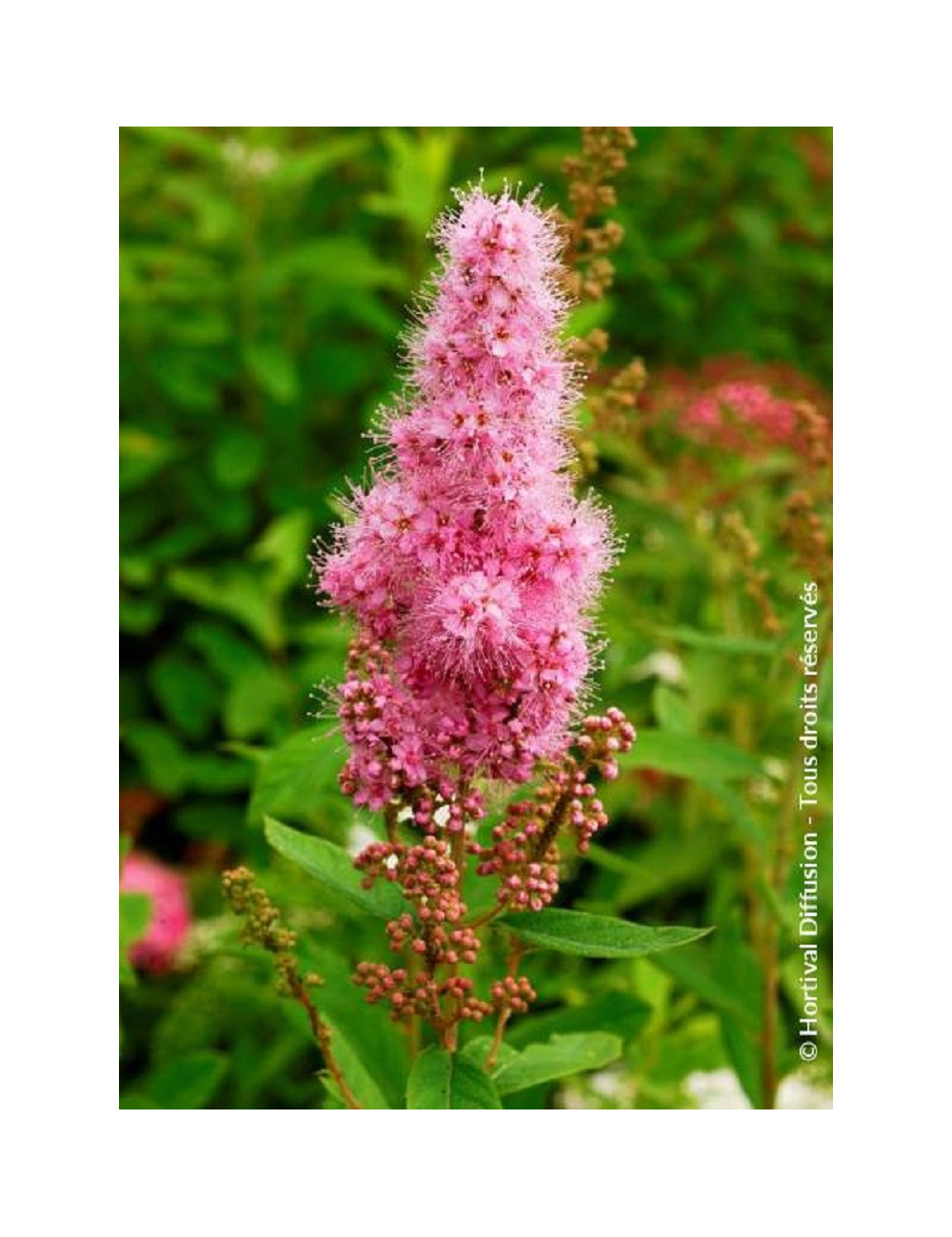 SPIRAEA BILLIARDII