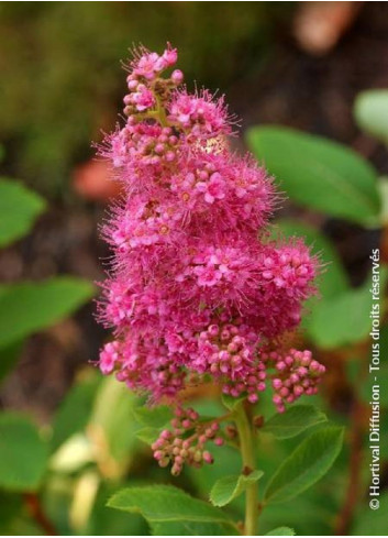 SPIRAEA BILLIARDII