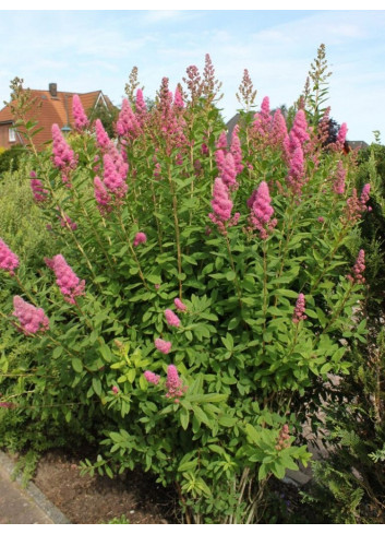 SPIRAEA BILLIARDII