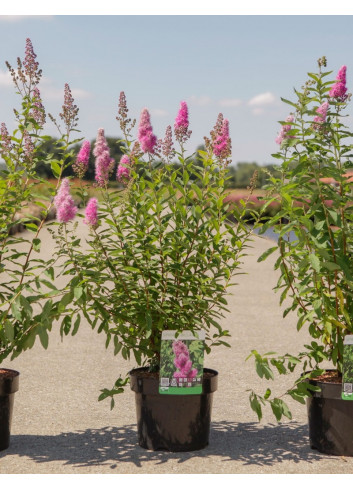 SPIRAEA BILLIARDII En pot de 4-5 litres