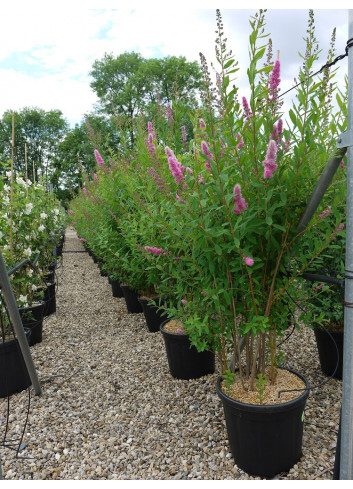 SPIRAEA BILLIARDII En pot de 15-20 litres