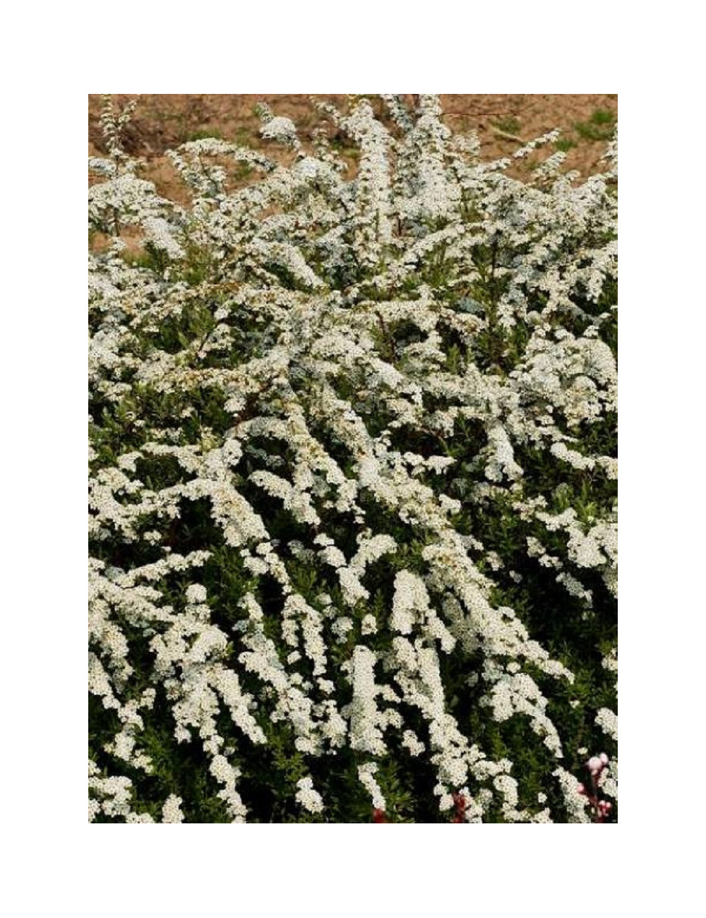 SPIRAEA cinerea GREFSHEIM