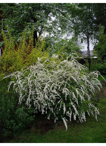 SPIRAEA cinerea GREFSHEIM