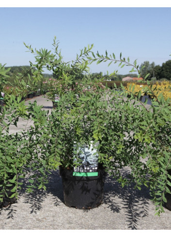 SPIRAEA cinerea GREFSHEIM En pot de 3-4 litres