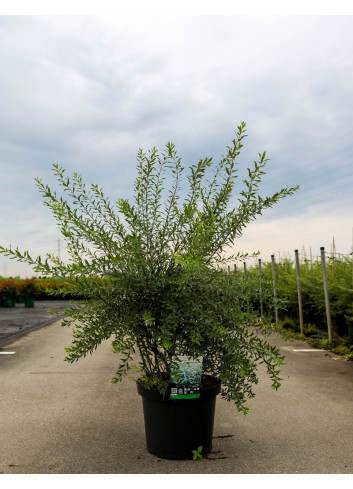 SPIRAEA cinerea GREFSHEIM En pot de 10-12 litres