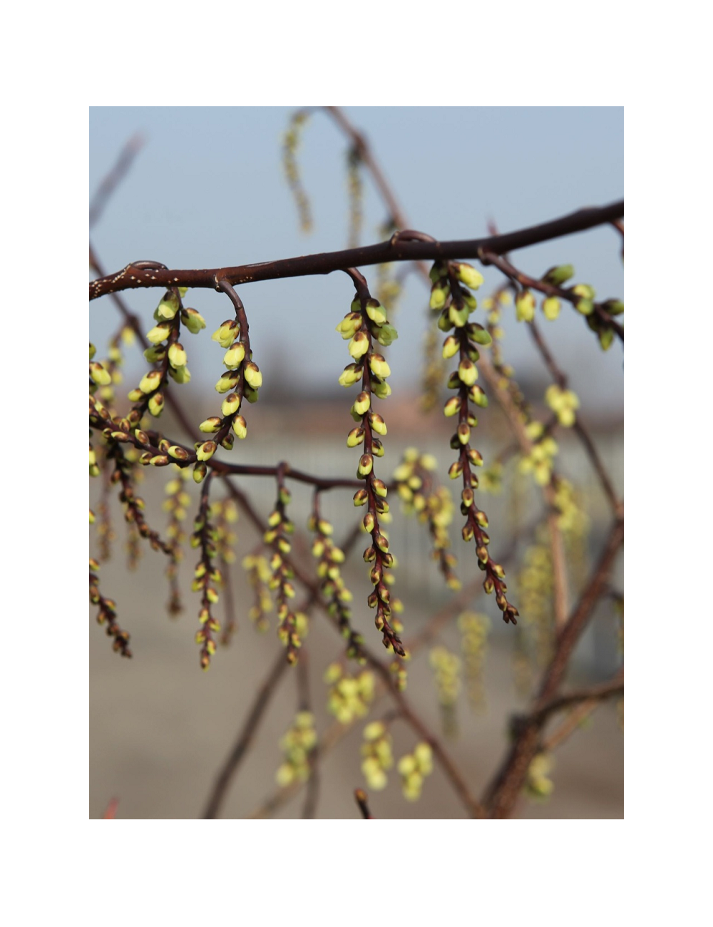 STACHYURUS chinensis CELINA