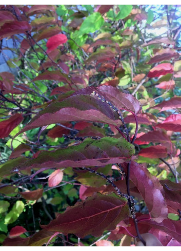 STACHYURUS chinensis CELINA