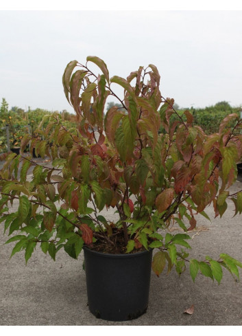 STACHYURUS chinensis CELINA En pot de 15-20 litres