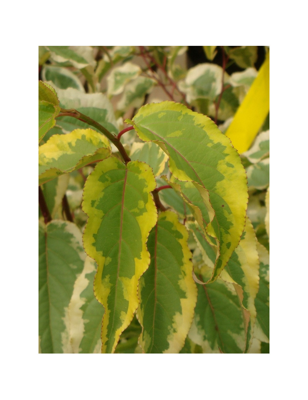 STACHYURUS chinensis JOY FOREVER