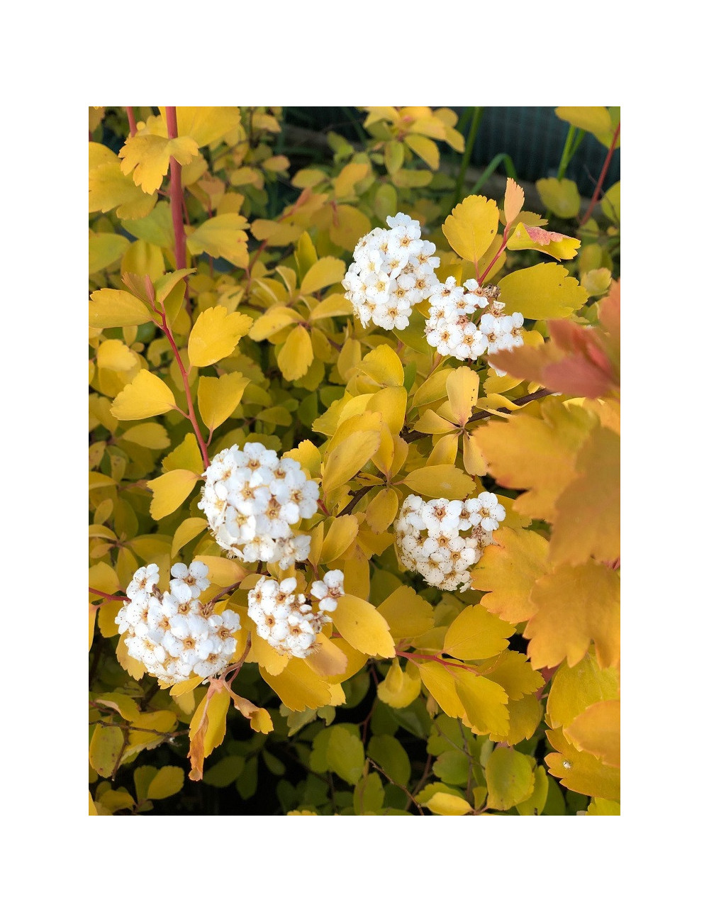 SPIRAEA vanhouttei GOLD FOUNTAIN