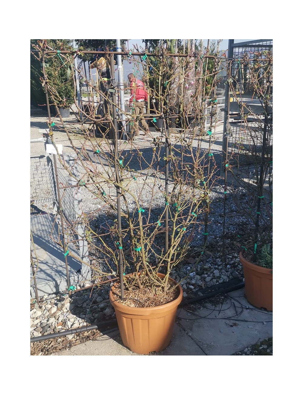 Topiaire (Plante taillée) -  ROSIER grimpant ROUGE En pot de 25-30 litres forme espalier