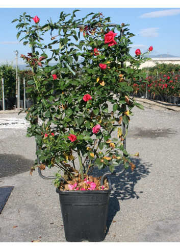 Topiaire (Plante taillée) -  ROSIER grimpant En pot de 15-20 litres forme espalier